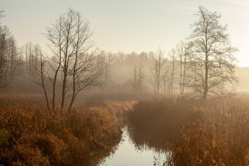 Mglisty poranek nad rzeką